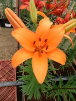 [5112 Caluroso DJ No01.JPG]